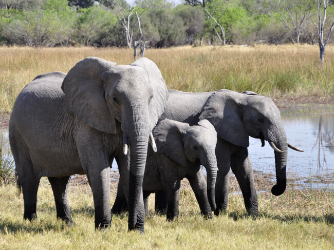 Animales