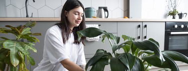 Acaban de llegar a Lidl tres plantas fáciles de cuidar y que ayudan a purificar el aire por menos de 9 euros