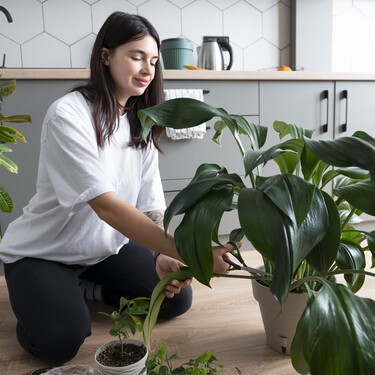 Mañana llegan a Lidl tres plantas fáciles de cuidar y que ayudan a purificar el aire por menos de 9 euros 