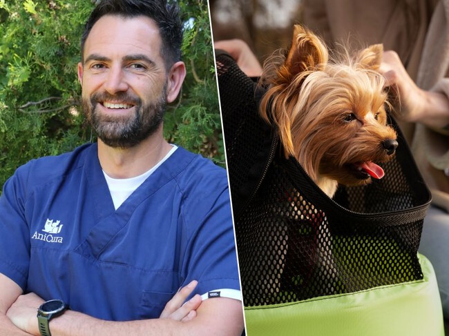 Veterinario