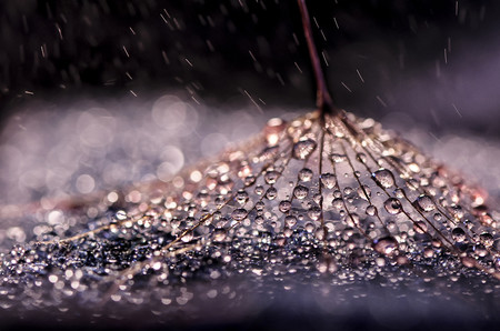 Las diminutas gotas de agua en las preciosistas macrofotografías de Ivelina Blagoeva