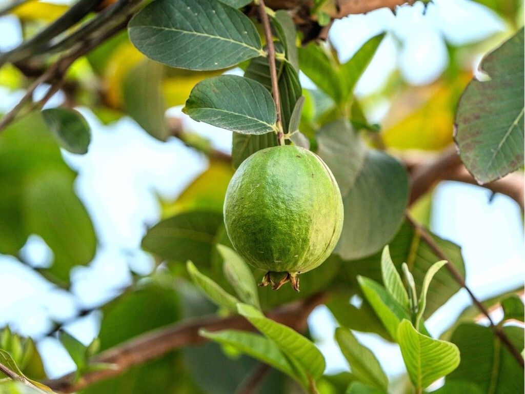 En 1825 llevaron este árbol a Hawái por sus frutos: 200 años después lo combaten a muerte con drones e insectos