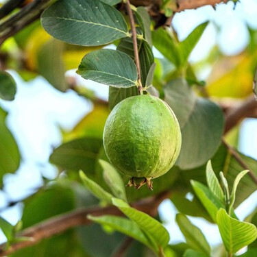 En 1825 llevaron este árbol a Hawái por sus frutos: 200 años después lo combaten a muerte con drones e insectos 
