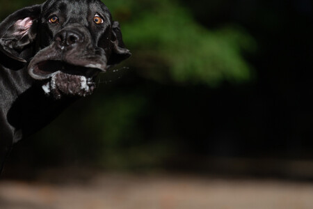 Annett Mirsberger Shocked Mastiff 00001032