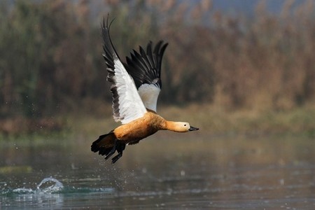 Estos patos pueden alcanzar una altura de casi siete kilómetros