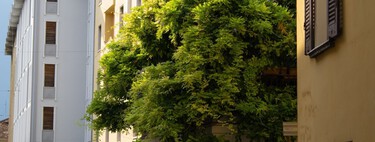 As cidades espanholas estão cheias de uma árvore que cobre tudo de flores e frutos; há uma razão para elas estarem lá 