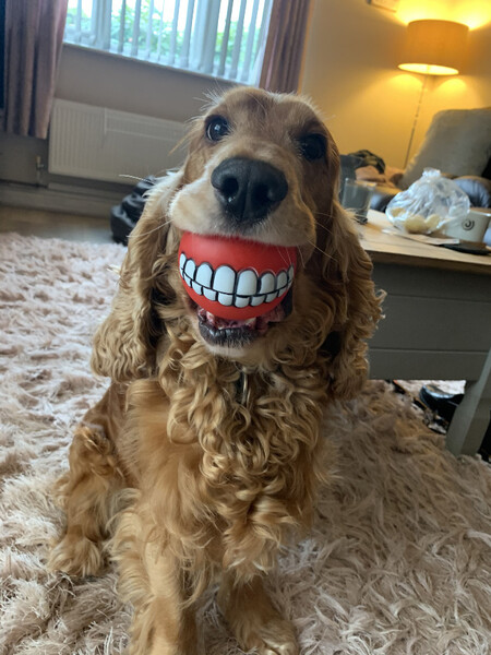 Lianne Richards Buddys New Teeth 00001502