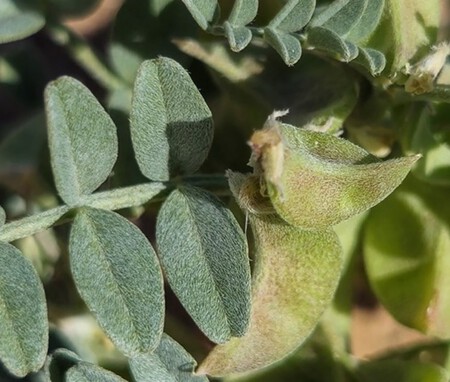 Https Www Frontiersin Org Files Articles 1697878 Xml Images Fevo 13 1697878 G001