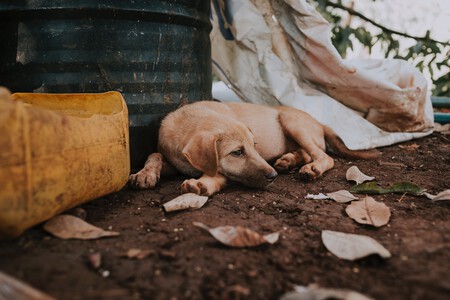Multas Delitos Perro Abandono