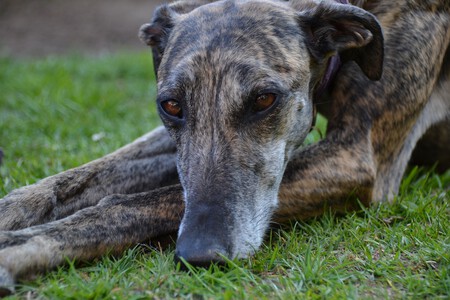 Galgo
