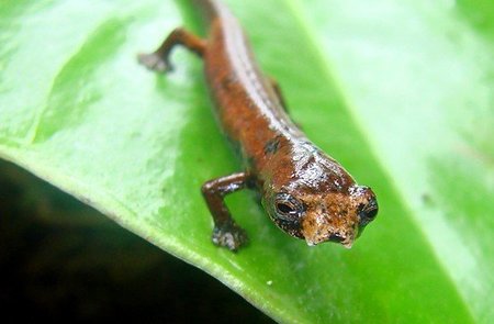 Ránking de las especies más raras del mundo