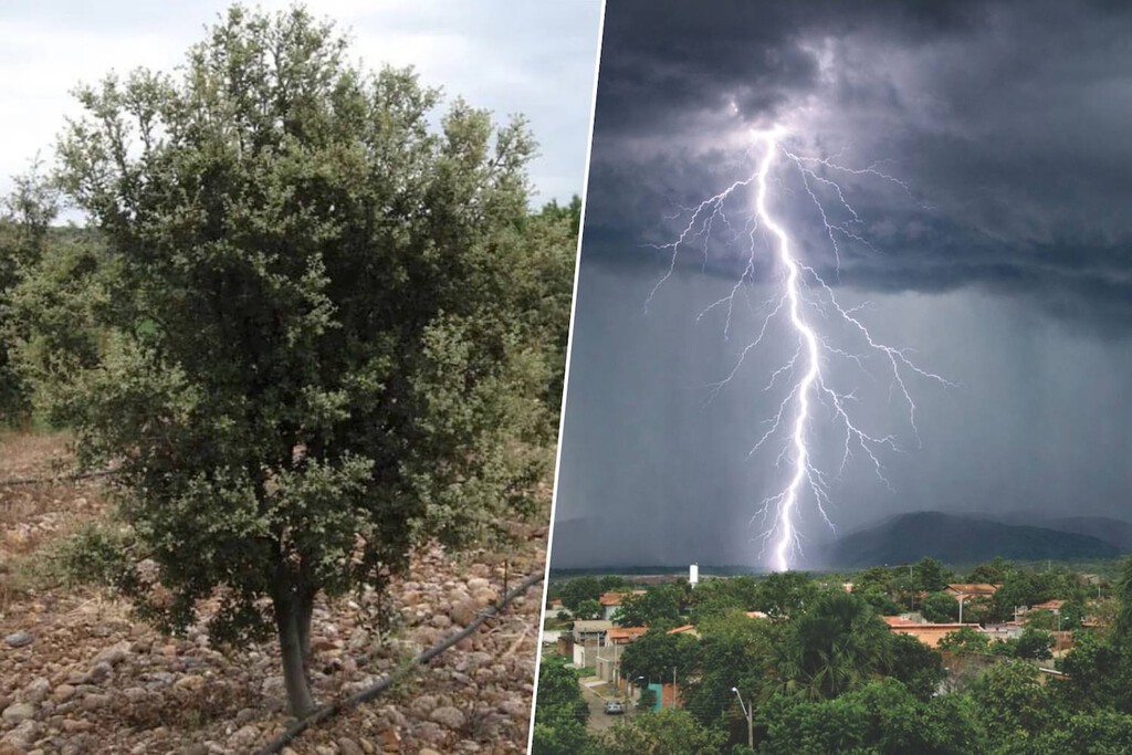 Plantaron encinas para hacerse ricos con trufa negra. 20 años después, protegen Valencia de las tormentas