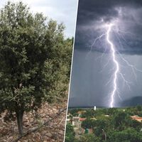 Plantaron encinas para hacerse ricos con trufa negra. 20 años después, protegen Valencia de las tormentas