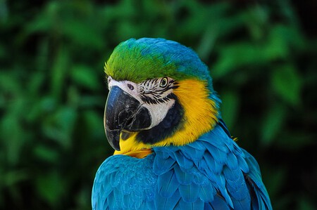 Guacamayo de barba azul