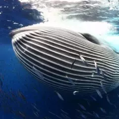 Foto 4 de 10 de la galería mundo-subacuatico en Xataka Foto