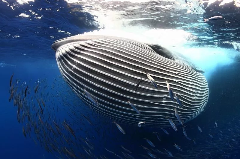 Foto de Mundo subacuático (4/10)