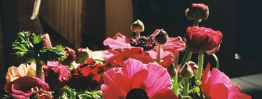 The perfect plant arrives at Lidl to elevate your living room: it is very elegant and has beautiful passion red flowers