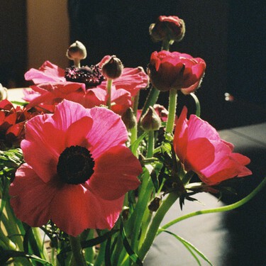 Llega a Lidl la planta perfecta para elevar tu salón: es muy elegante y tiene unas flores rojo pasión preciosas