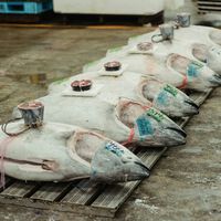 Un pescador murciano decidió capturar dos atunes rojos en Águilas. Ahora afronta una multa de 600.000 euros