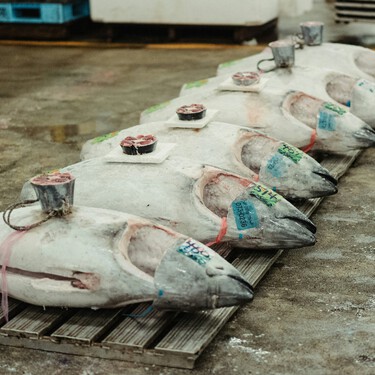 El atún más "caro" del mundo se acaba de pescar en Murcia: un furtivo, dos ejemplares de 200 kilos y una multa estratosférica de la Guardia Civil 