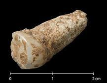 Un diente de 1,2 millones de años es el resto humano más antiguo de Europa
