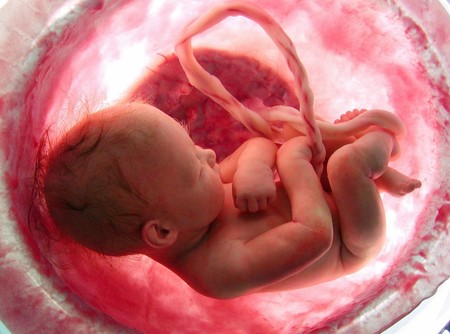 Microquimerismo fetal: células del bebé pasan a la madre y ayudan a reparar sus órganos