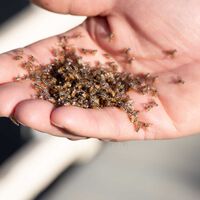 California Is Releasing Millions of Fruit Flies Around the State on Purpose. The Reason: To Have Less Fruit Fries