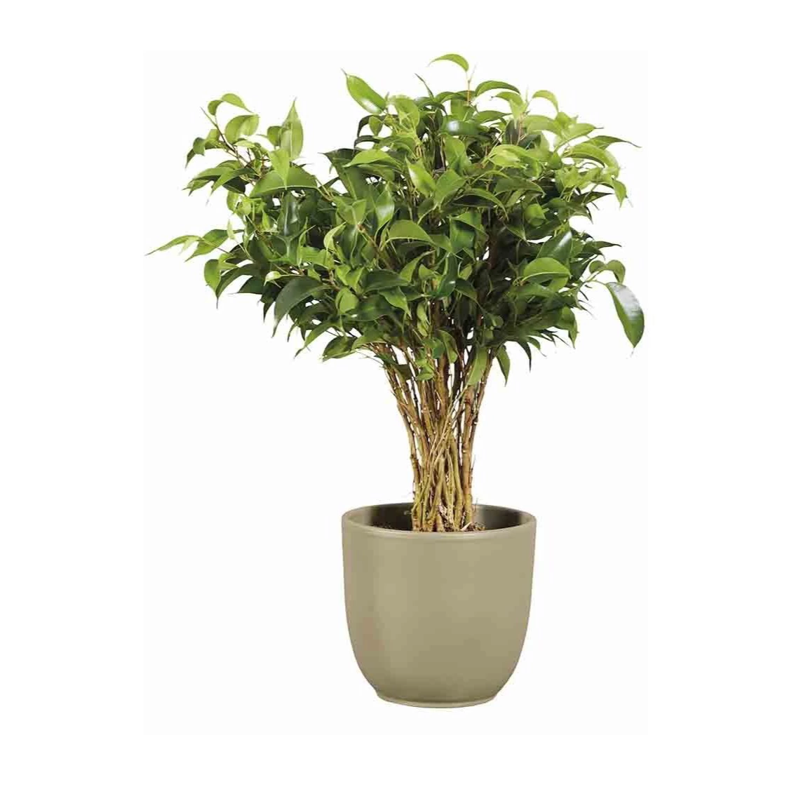 Tendedero Plegable Para colgar Metal Plástico (65,5 x 29 x 129 cm)