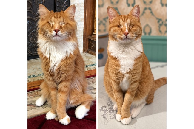 Gatos Marfan