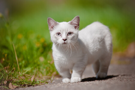 Munchkin raza de gatos salchicha