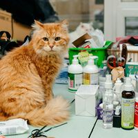 En España las aseguradoras y el capital riesgo han descubierto dónde está el auténtico negocio de la sanidad: en tu perro y gato
