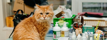 En España las aseguradoras y el capital riesgo están descubriendo cuál es realmente el negocio del siglo: las mascotas 