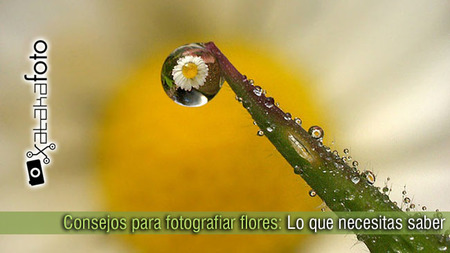 Consejos para fotografiar flores: Lo que necesitas saber