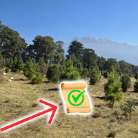 Bosques regulados: la licencia obligatoria para comprar un árbol navideño legal en México 