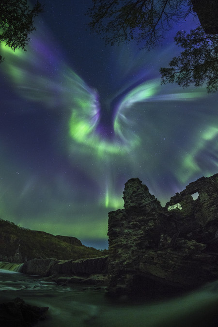 Aurora Is A Bird R Alexander Stepanenko