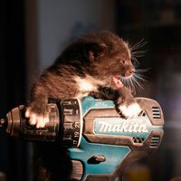Makita es como el Apple de las herramientas, y solo hoy tienes una de sus mejores taladradoras por menos de 25 euros 