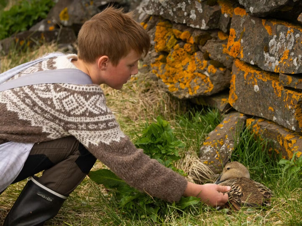 Los patos más caros del mundo son de Islandia, pero no se utilizan para hacer foie ni magret: se crían para hacer edredones