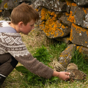 Los patos más caros del mundo son de Islandia, pero no se utilizan para hacer foie ni magret: se crían para hacer edredones 
