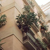 El árbol que mejor cabe en una maceta: la opción elegante para terrazas pequeñas 