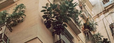 El árbol que mejor cabe en una maceta: la opción elegante para terrazas pequeñas 