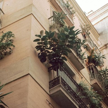 El árbol que mejor cabe en una maceta: la opción elegante para terrazas pequeñas 