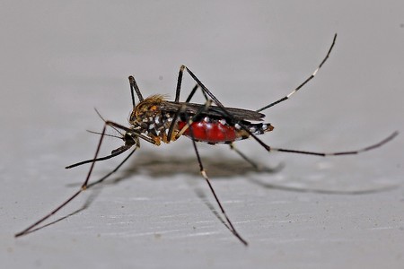 picadura de mosquito 