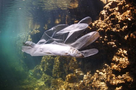 En México uno de cada cinco peces podría tener plástico en sus vísceras, según este estudio