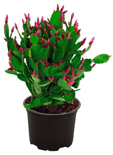 Cactus de Navidad