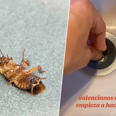 Así combaten los valencianos las cucarachas en verano 