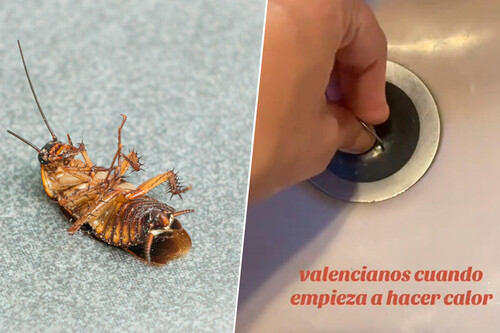 Cucas Montaje