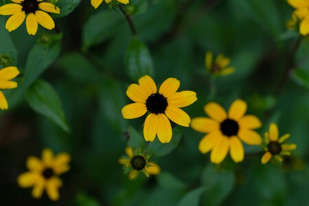 Rudbeckia.