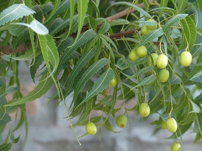 Más que un árbol: el Neem te brinda sombra, frescura y un hogar libre de  insectos, descubre cómo cuidarlo