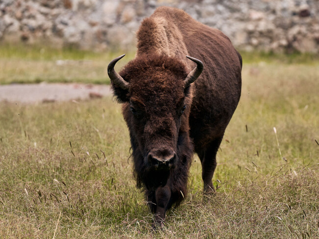 Los Bisontes