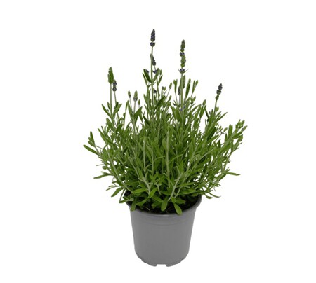 Lavanda Aldi
